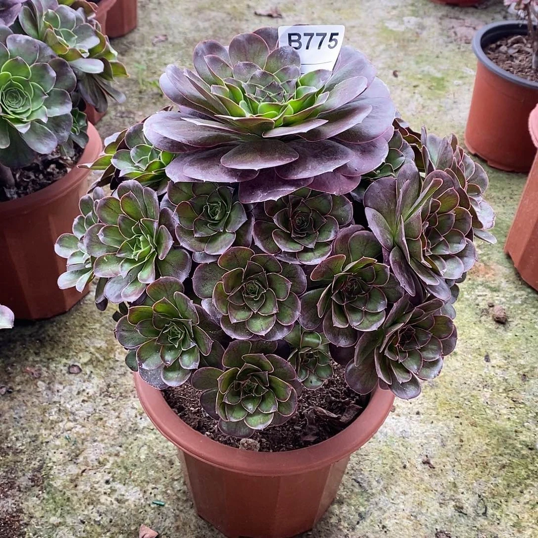 小*魅金多肉植物775