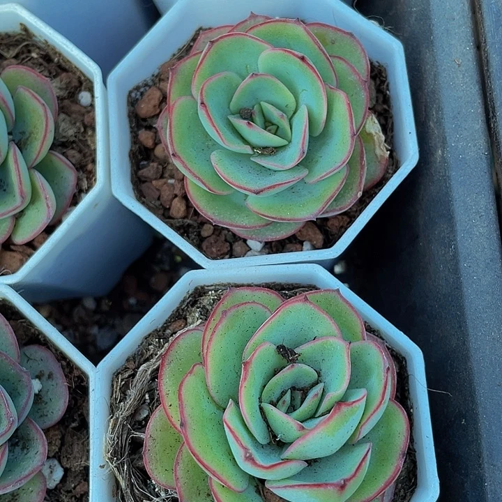 八角盆牡丹亭带盆土