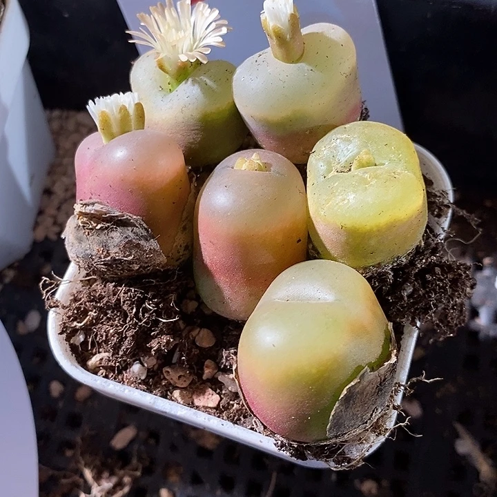 30355。  冰魄荔枝窗。