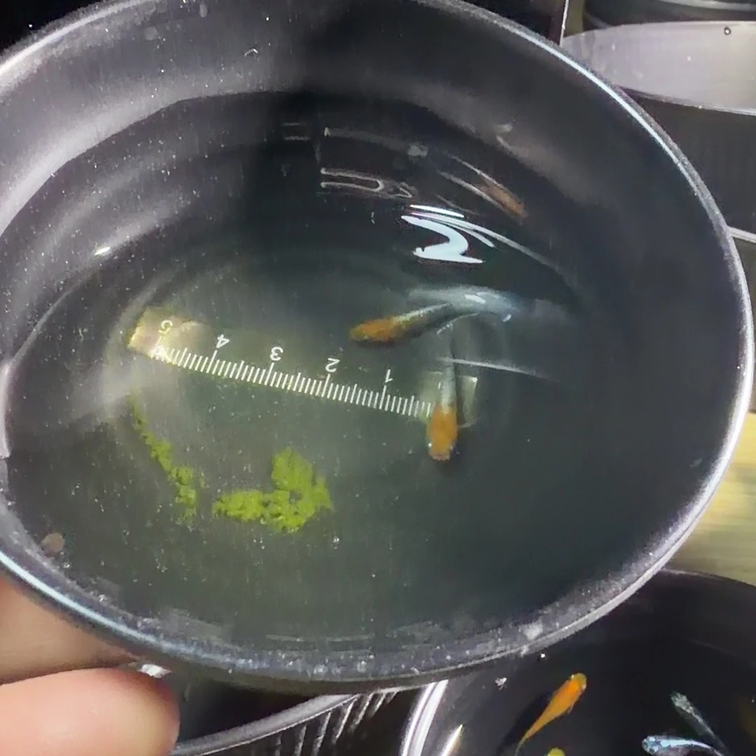 青鳉鱼丹顶lu04一对