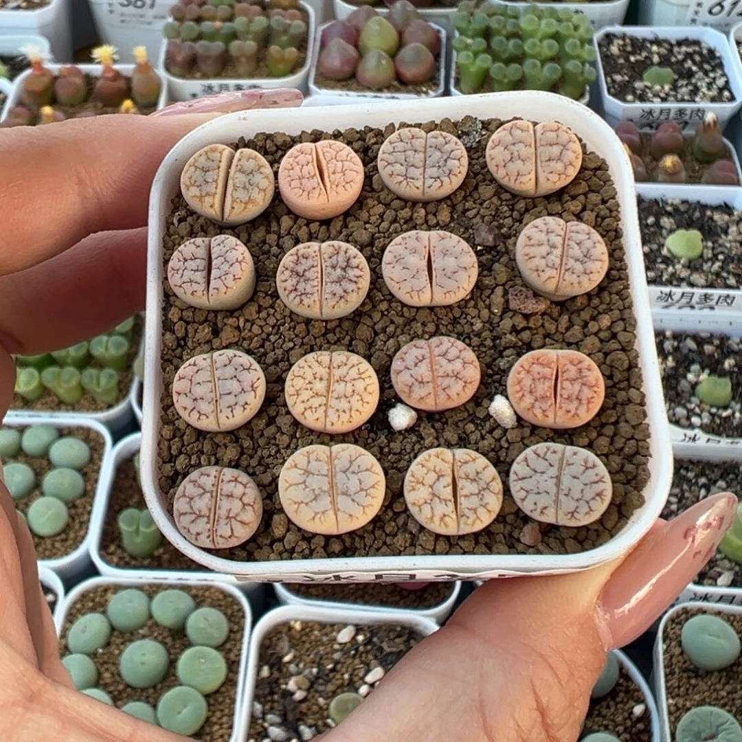 565拿铁16颗裸根发货