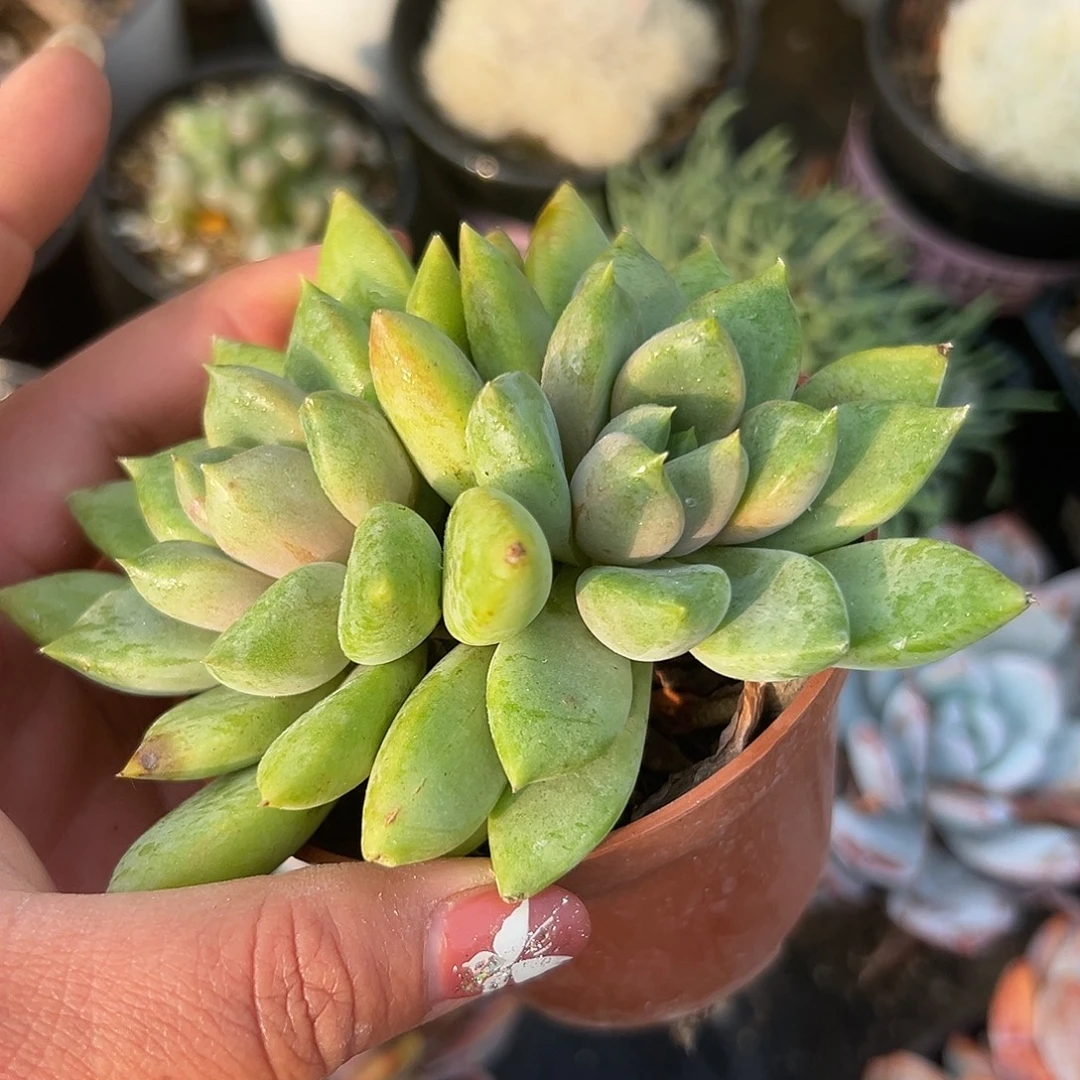 多肉植物黄金象牙