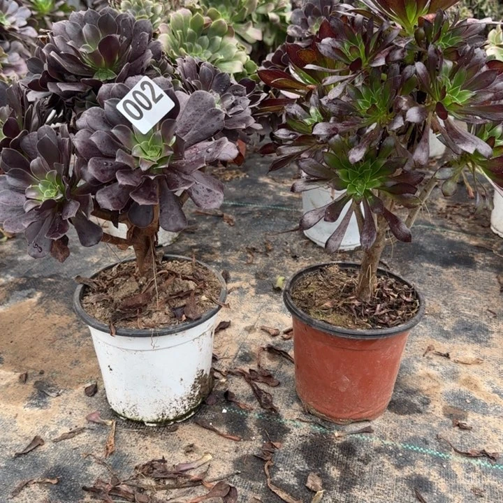 002黑法师➕欧紫包邮。