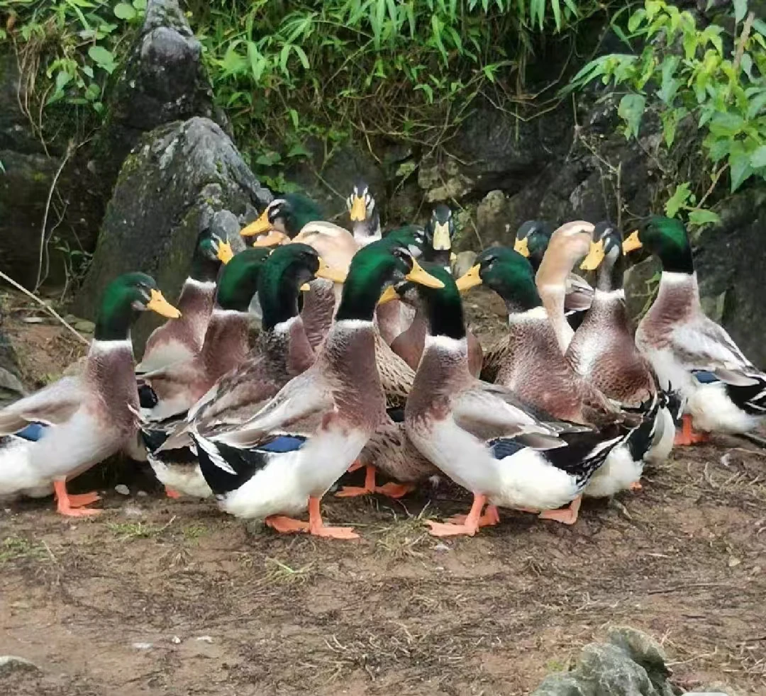 广西农家散养五谷杂粮喂养180天青头鸭番鸭顺丰冷链包邮