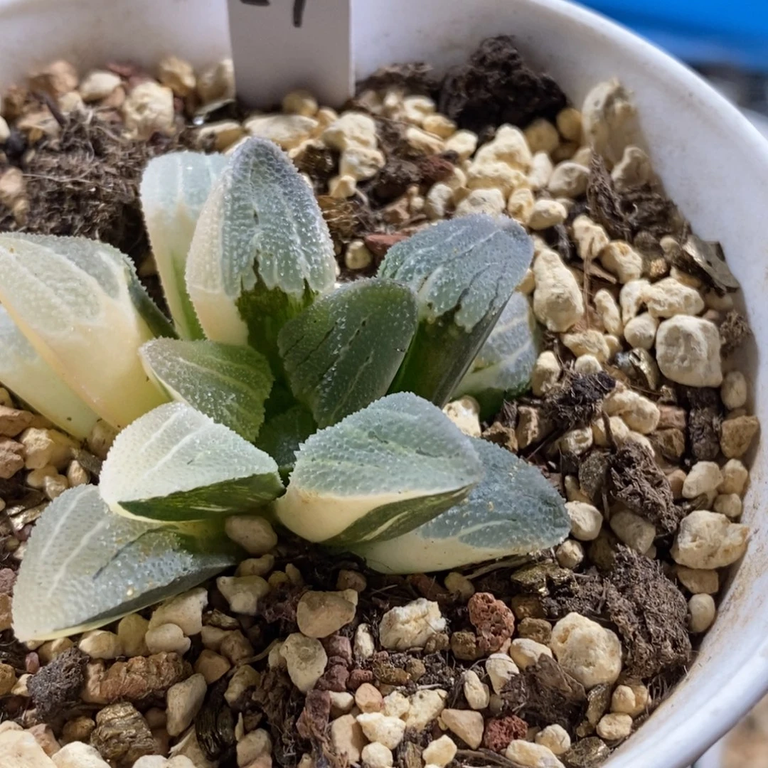 24号实生磨面手锦