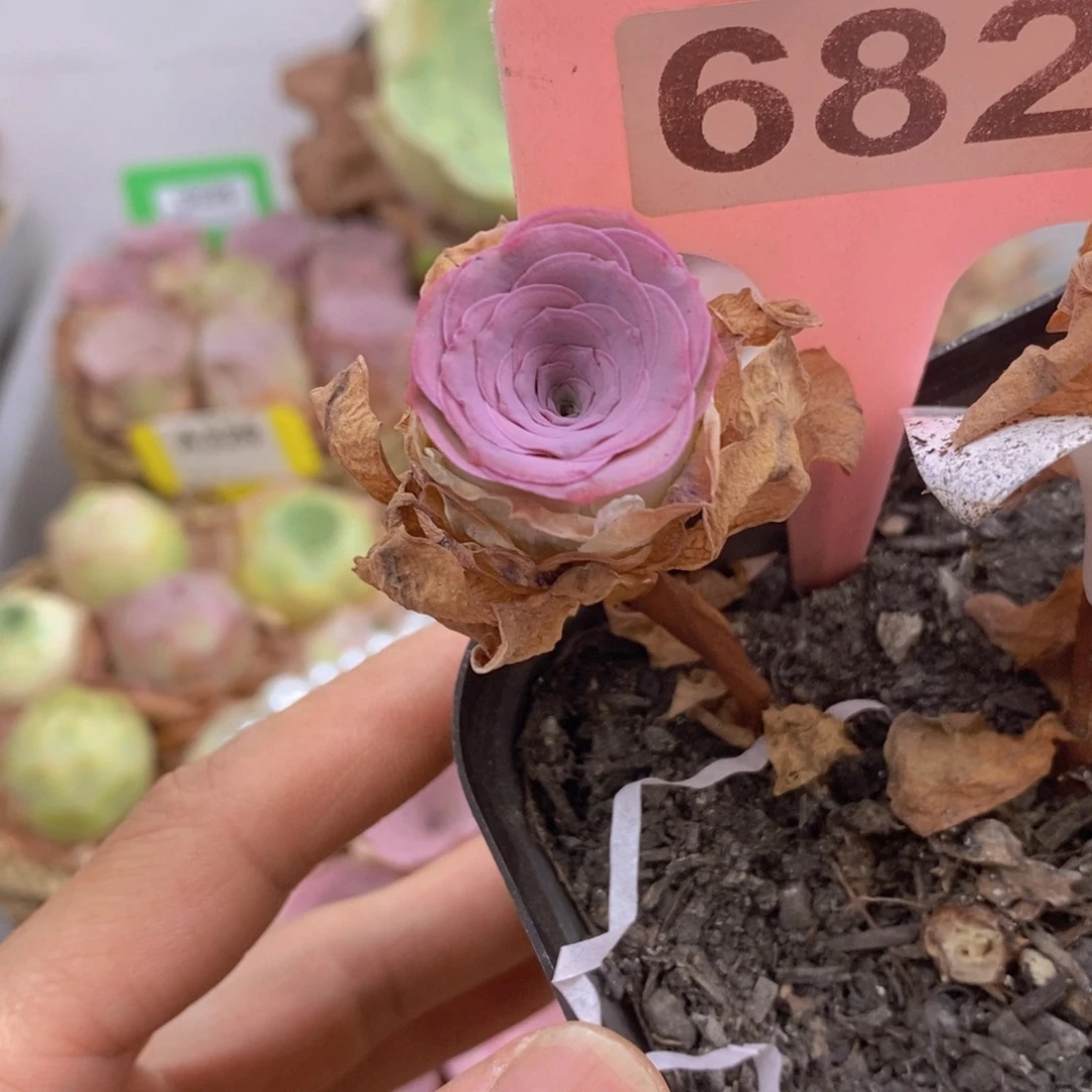 新品侧芽脱土裸根发货682