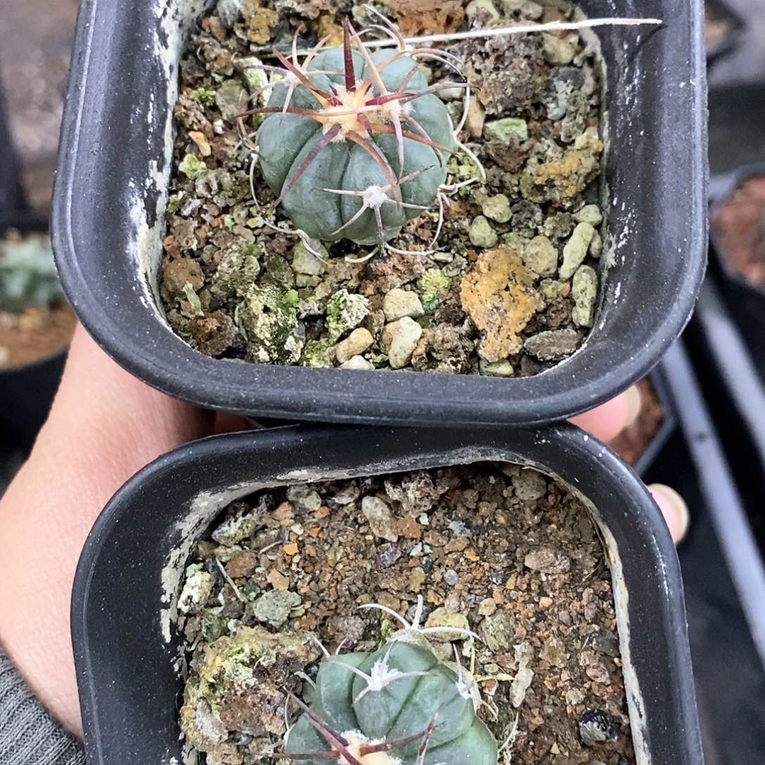 K***n孤品实生超强雷帝平丸2颗仙人球