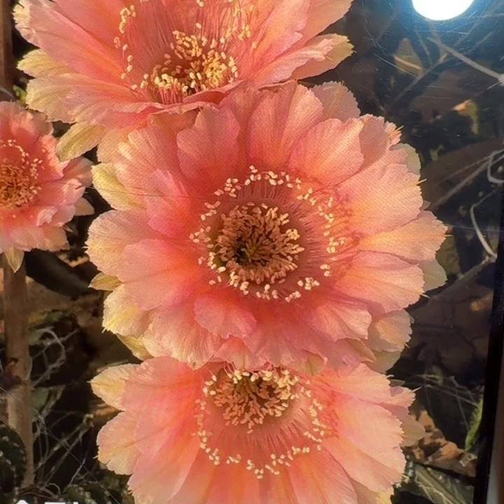 241金刚30歪4公分左右无根侧牙，20包邮