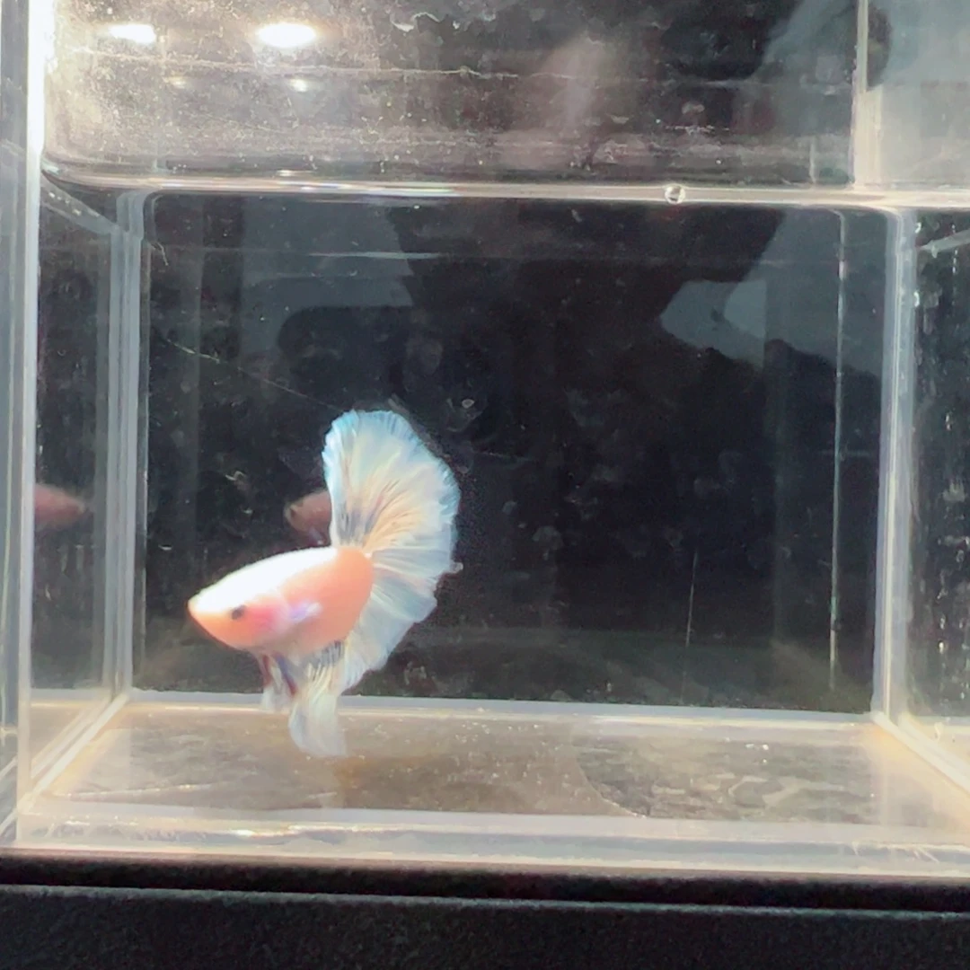 斗鱼浅色仙仙裙特殊尾