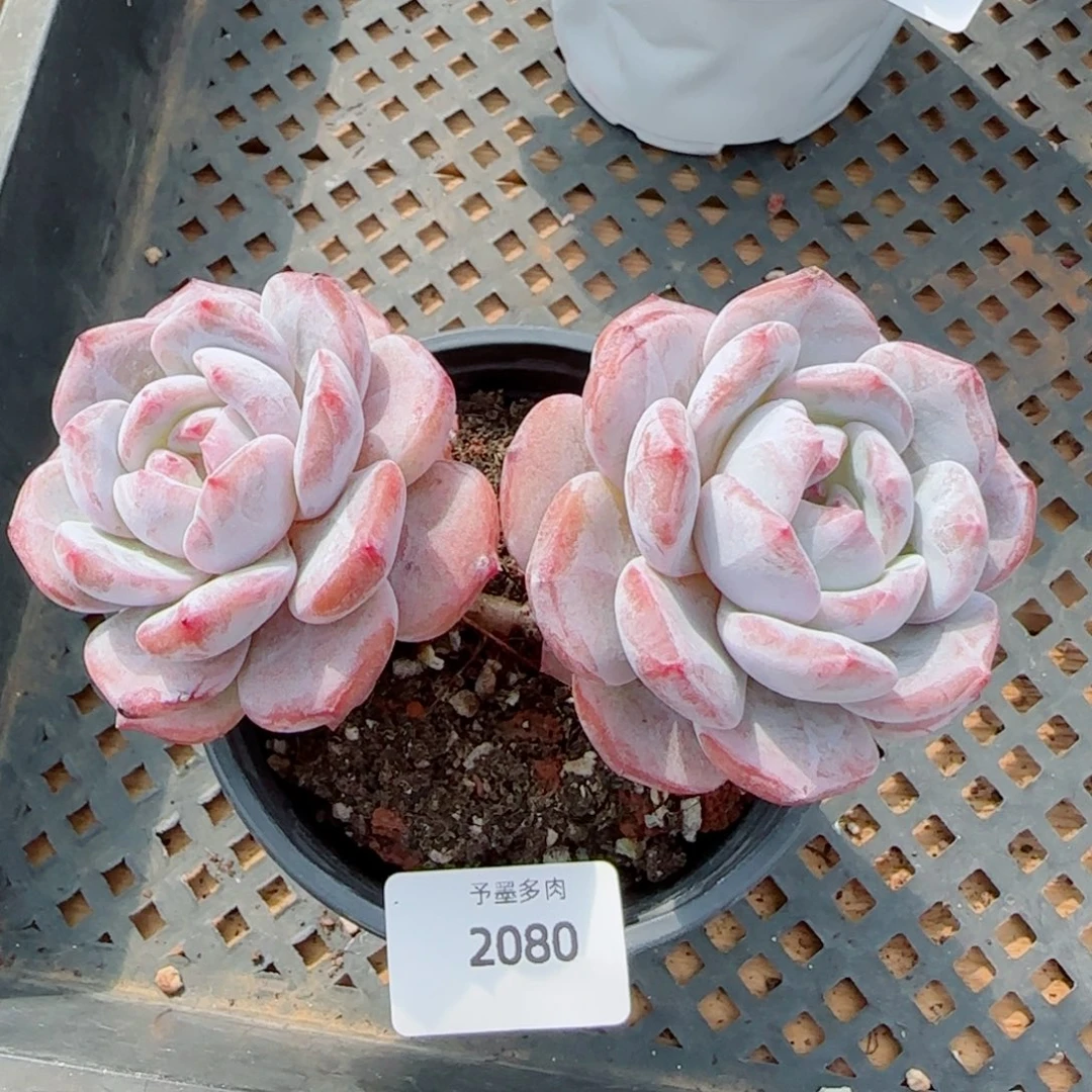 长杆星影，2080多肉植物