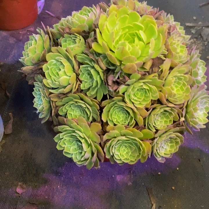 万花筒多肉断头不包3923