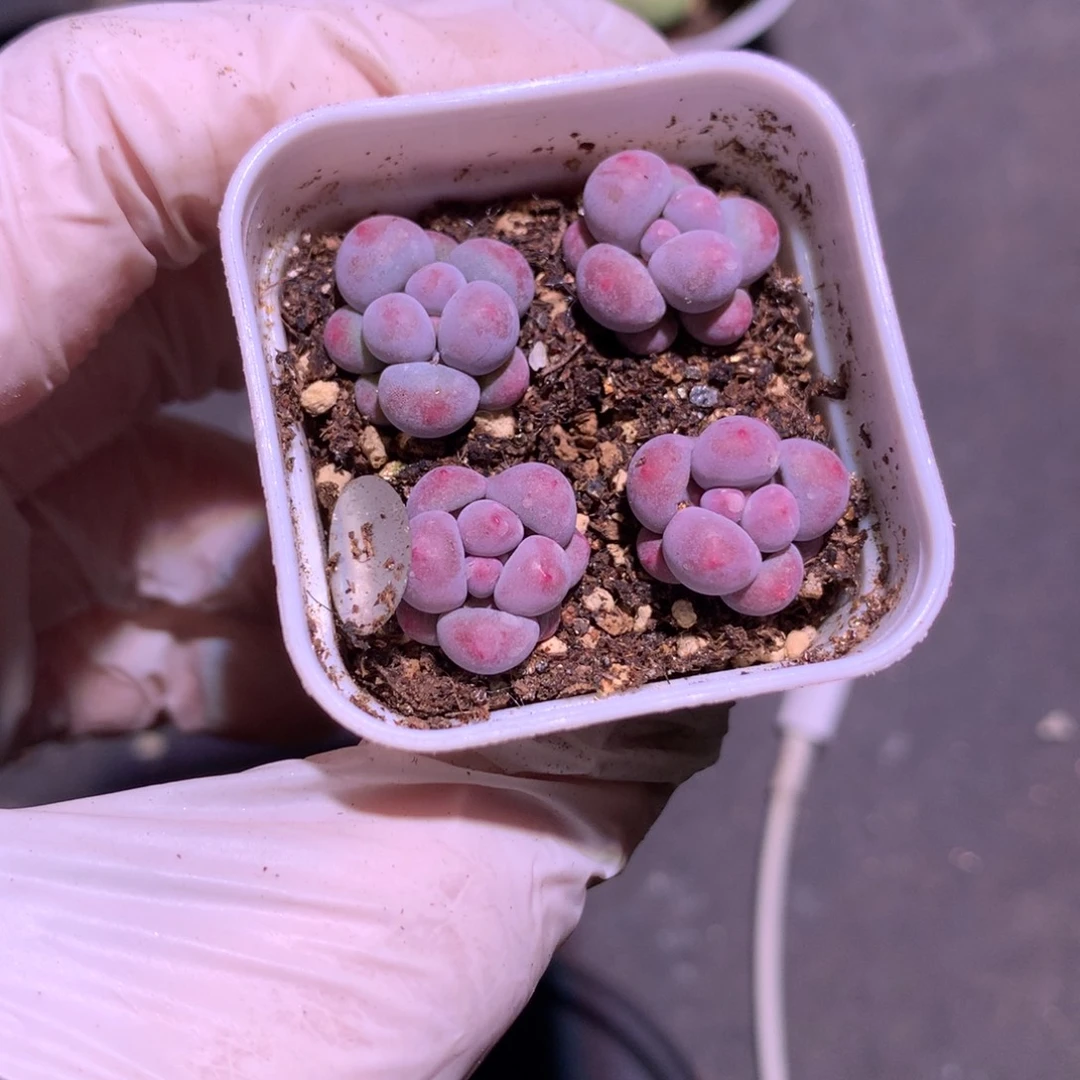 小奶包好high个哈哈