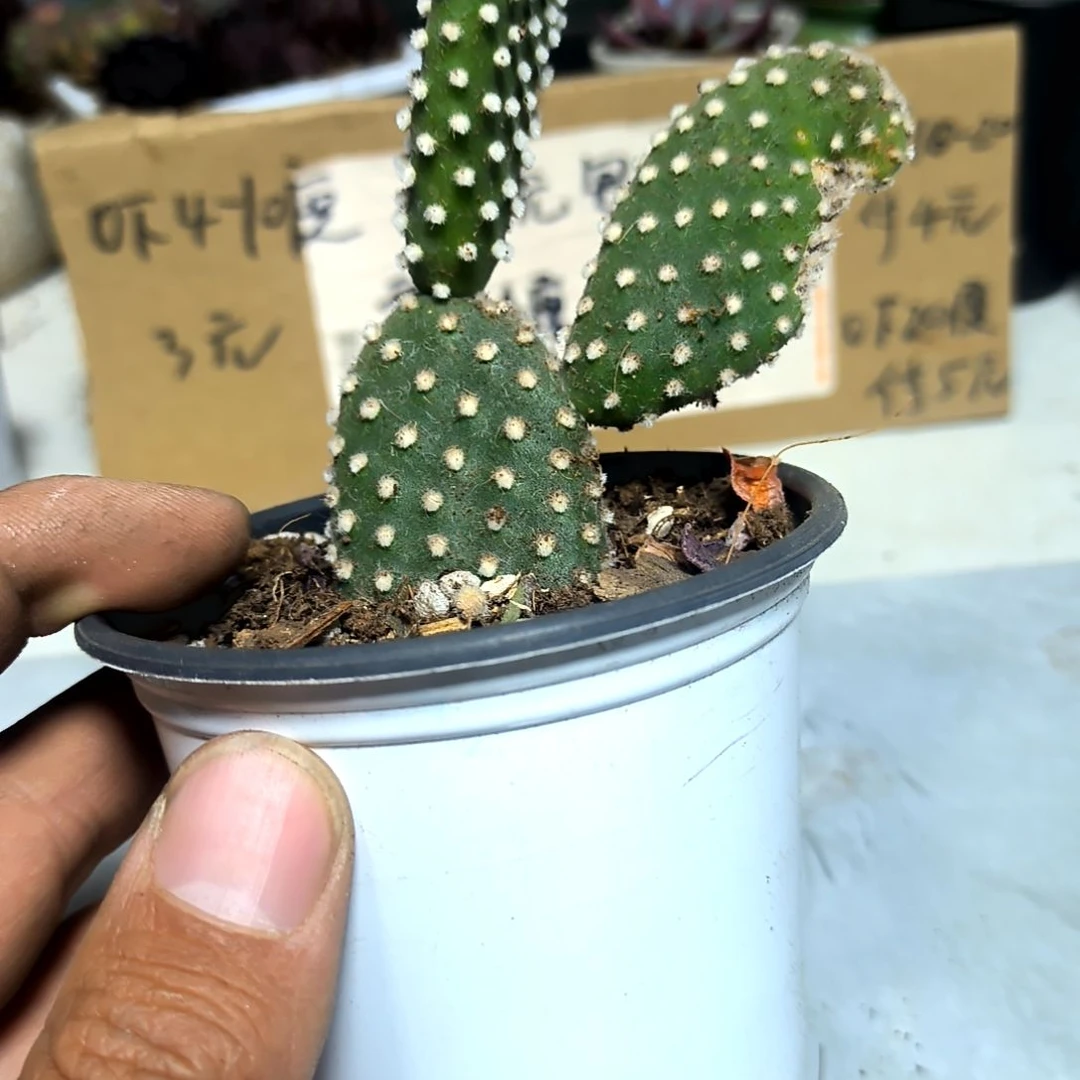 满6元包邮，白毛掌