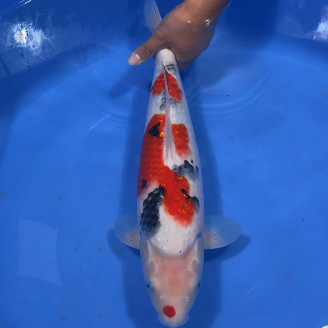 锦鲤2788老板专拍