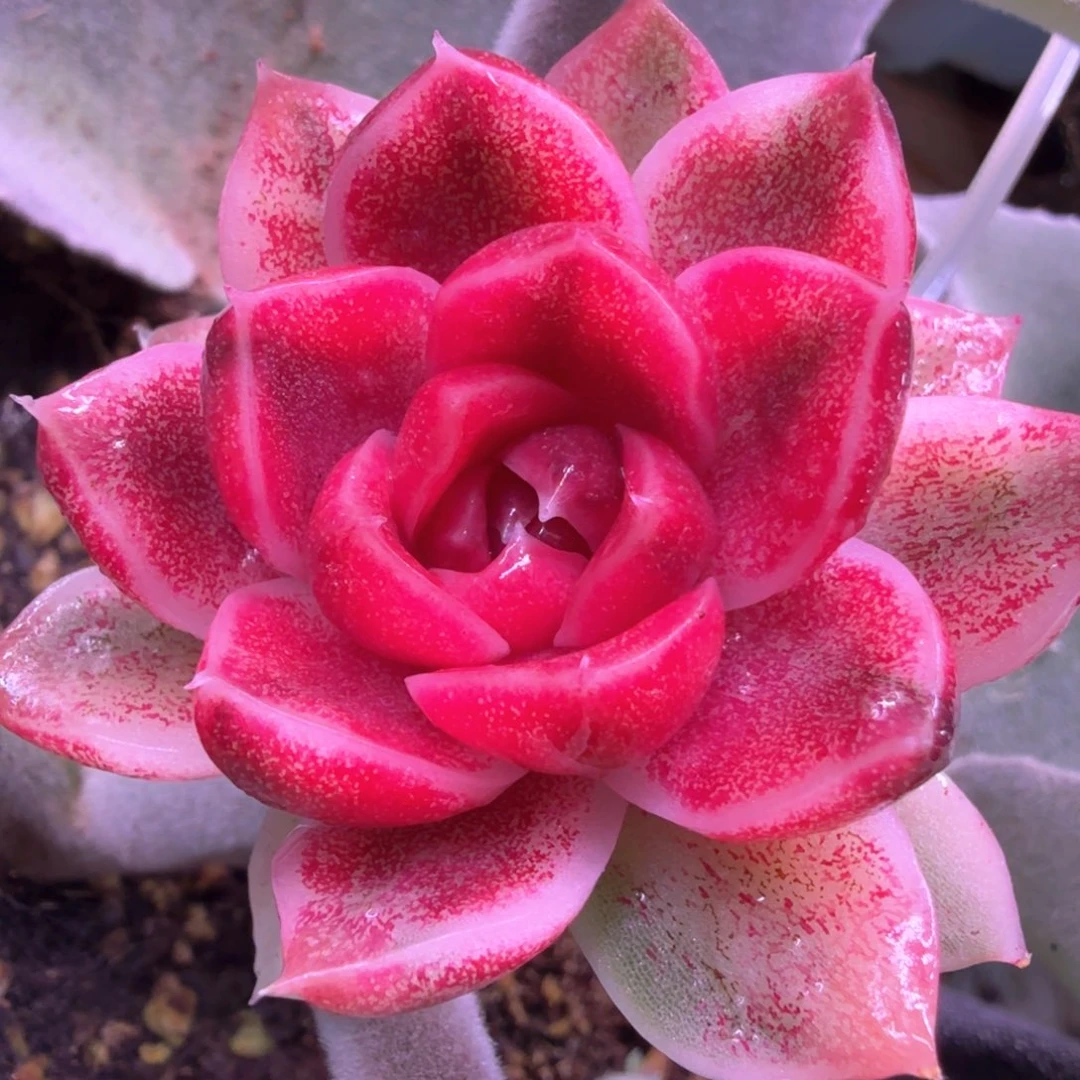 紫薯锦 多肉植物锦