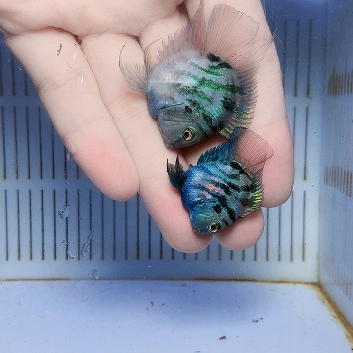 鹦鹉鱼宝蓝迷你鹦鹉一对