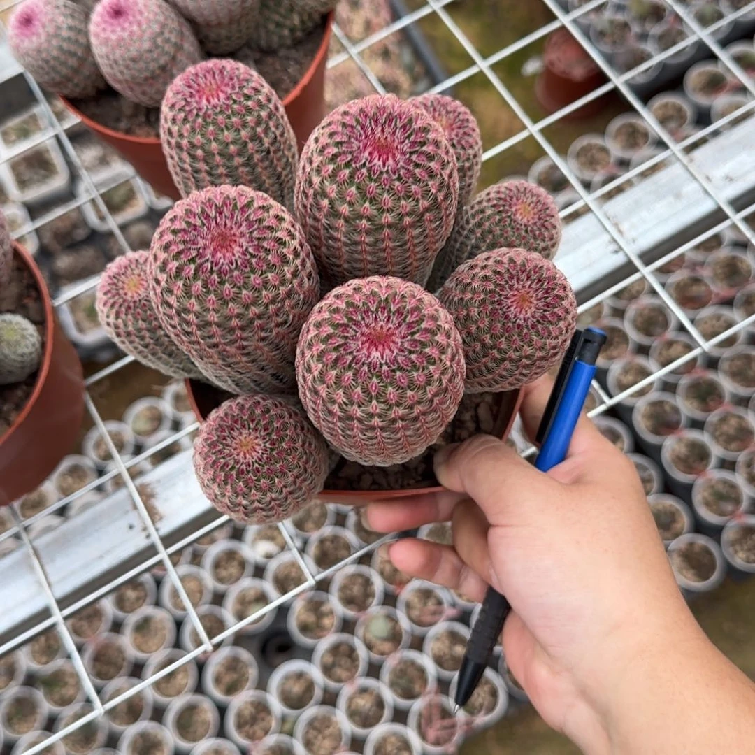 秋***人可口可乐了可口可乐