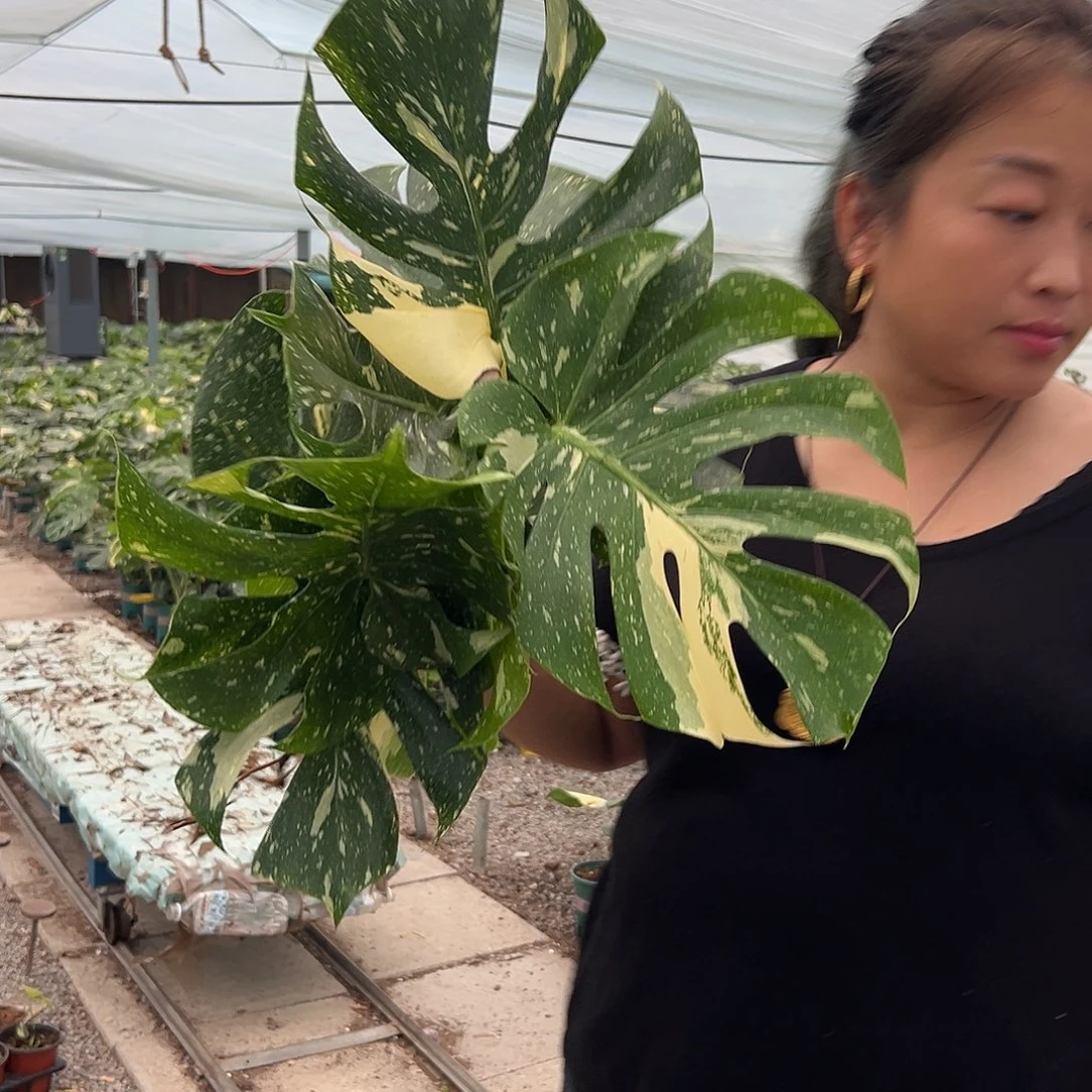 完全开放鲜切三颗随机发货不售后