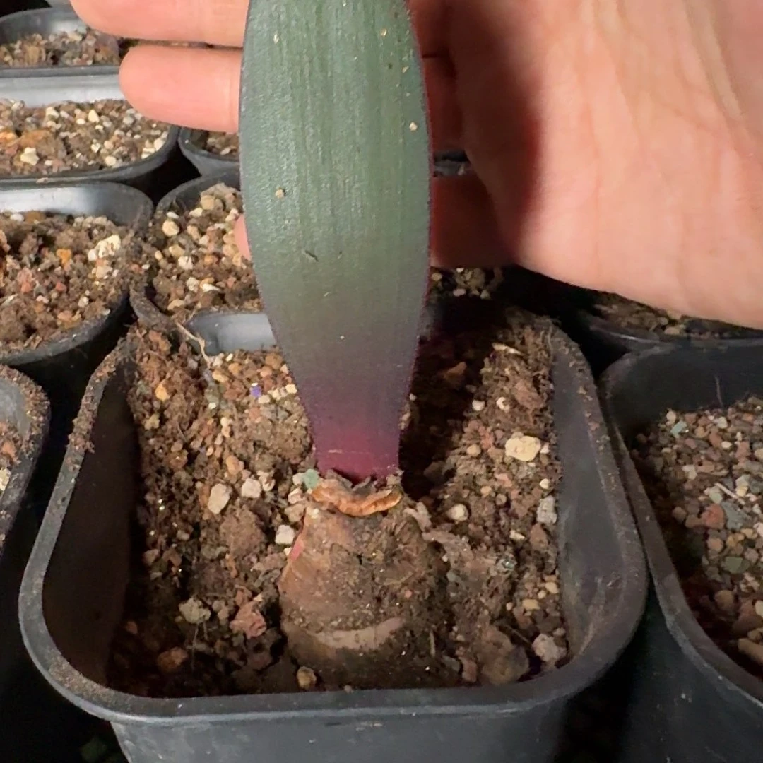 象耳血莲一个4*2.5带盆