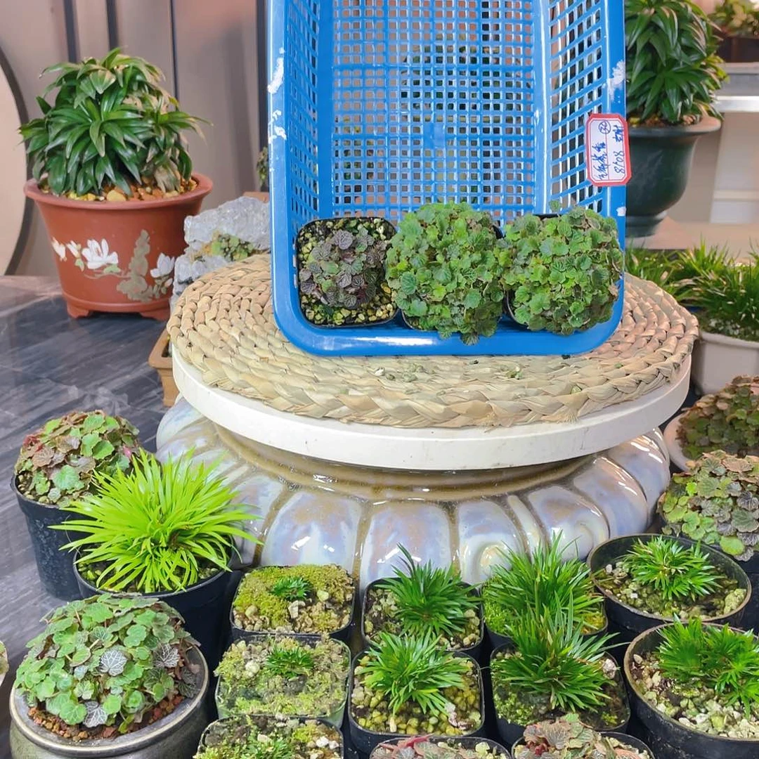 【闪购商品】完全开放