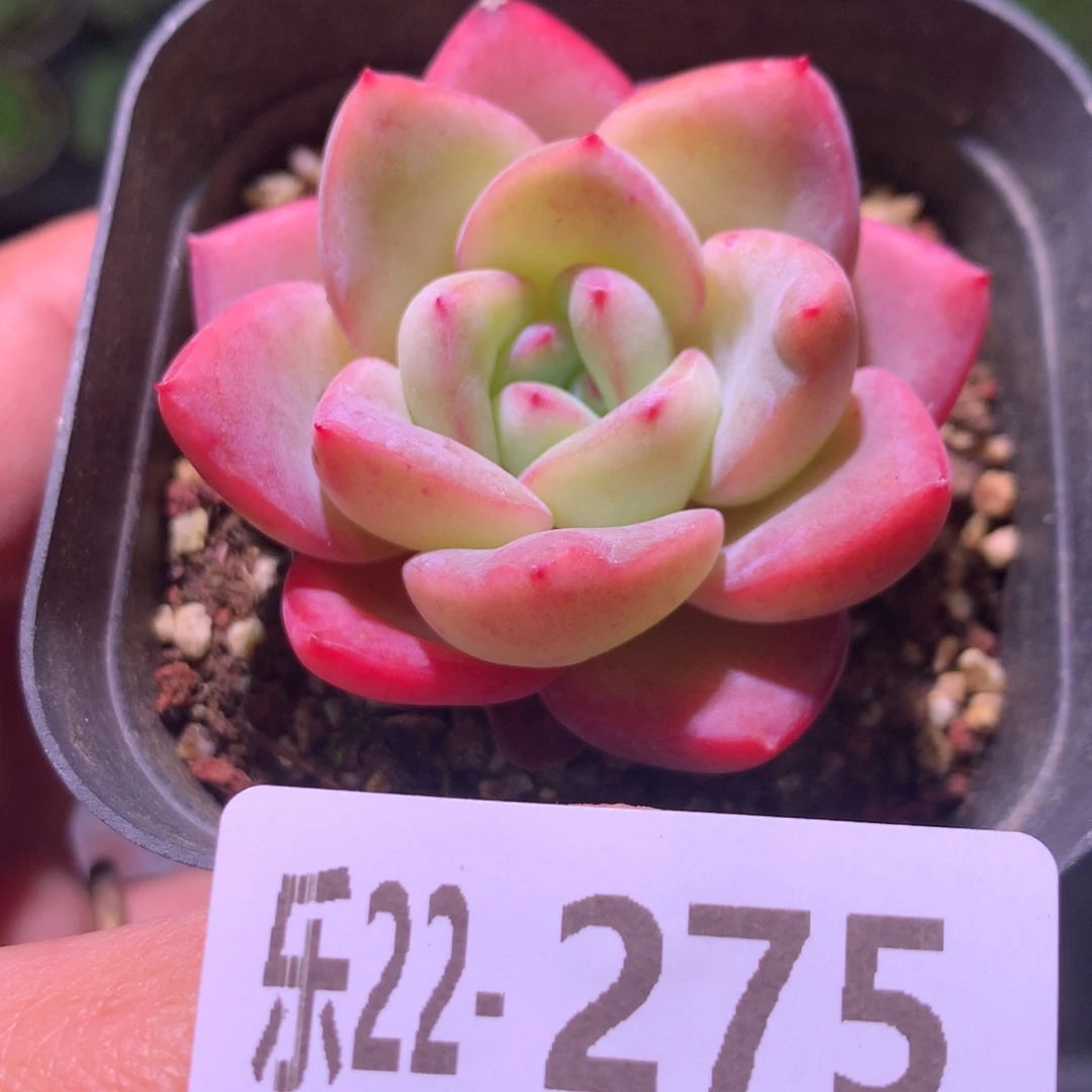 乐然22-275 草莓泡芙