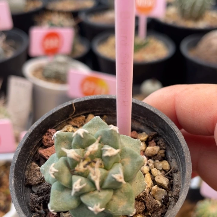 实生赤花娇丽2756