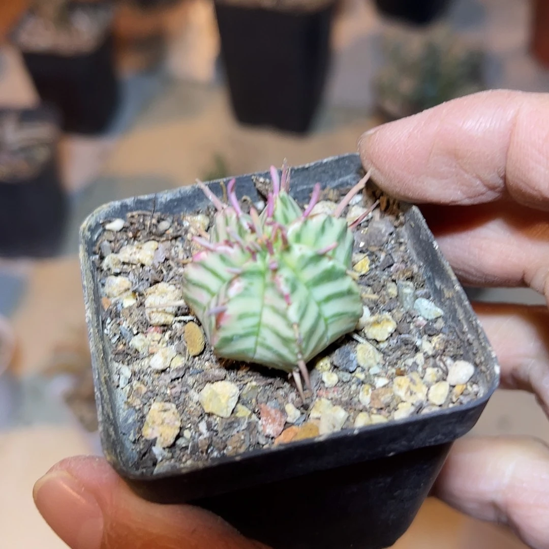 斑马锦仙人球一物一拍