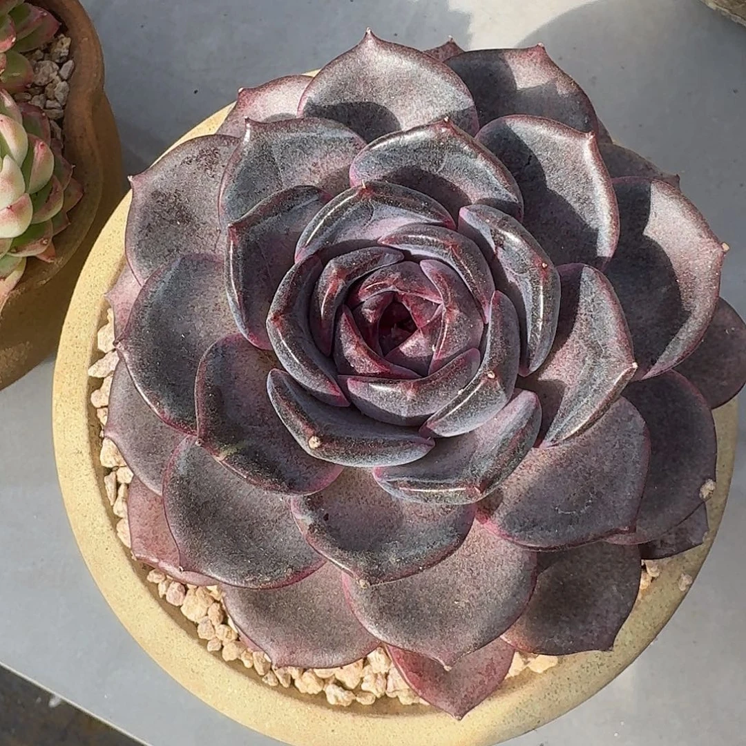 黑橙子单头，10公分