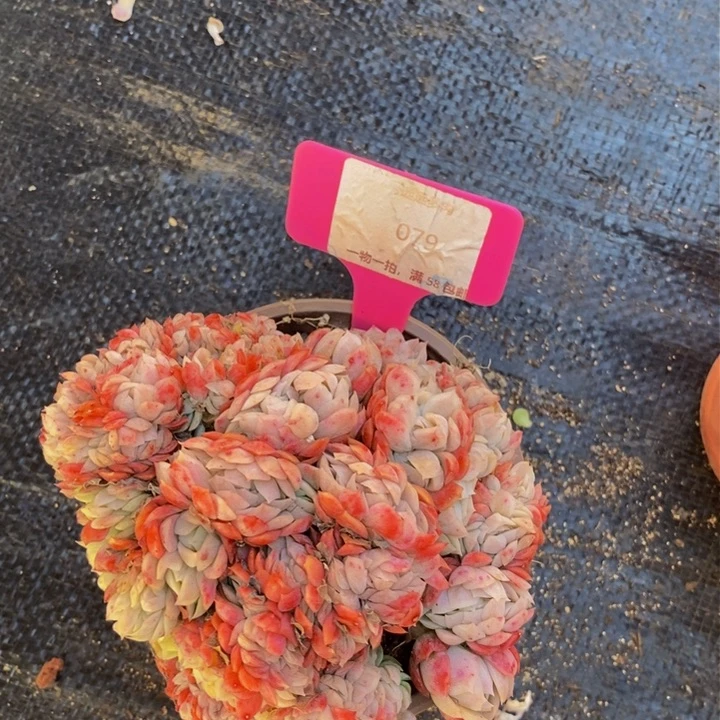 079贝瑞缀化肉肉肉肉肉