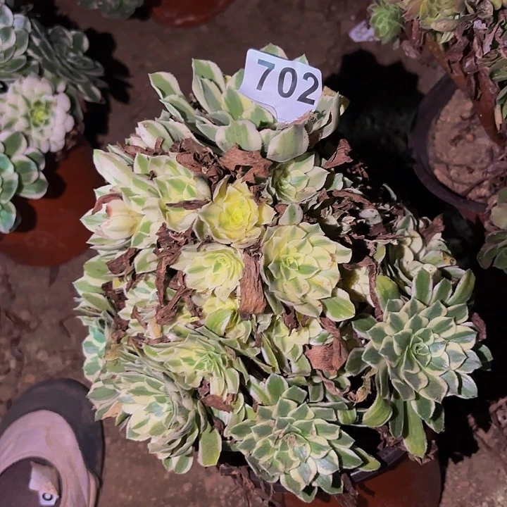 702颜宁多肉植物不售后
