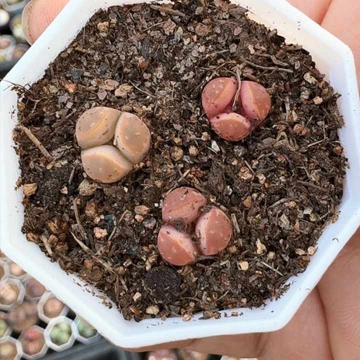 生石花1111。   290