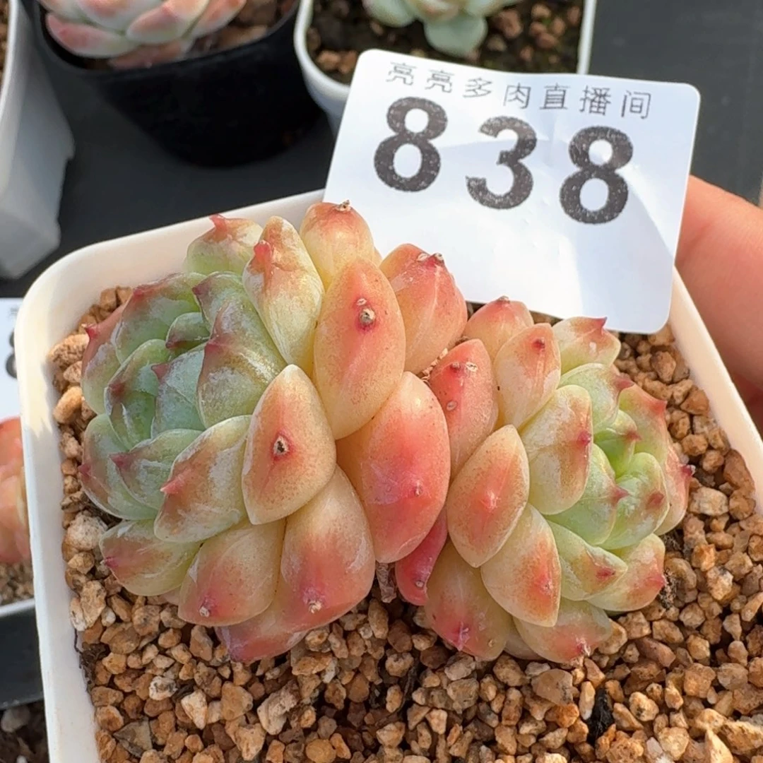 秘境草莓冰魄            精美多肉植物