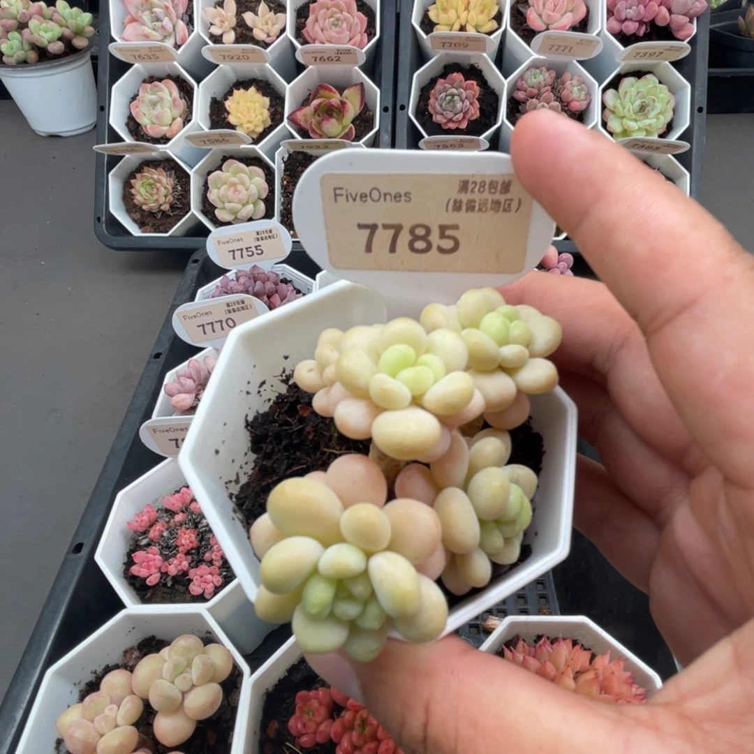 7785鱼子酱4.0厘米