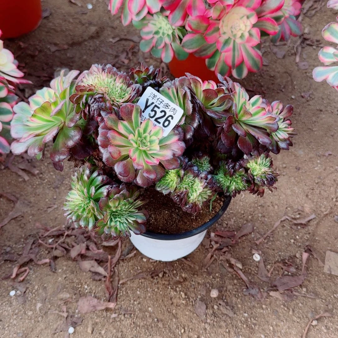 美亚缀化526冠幅26