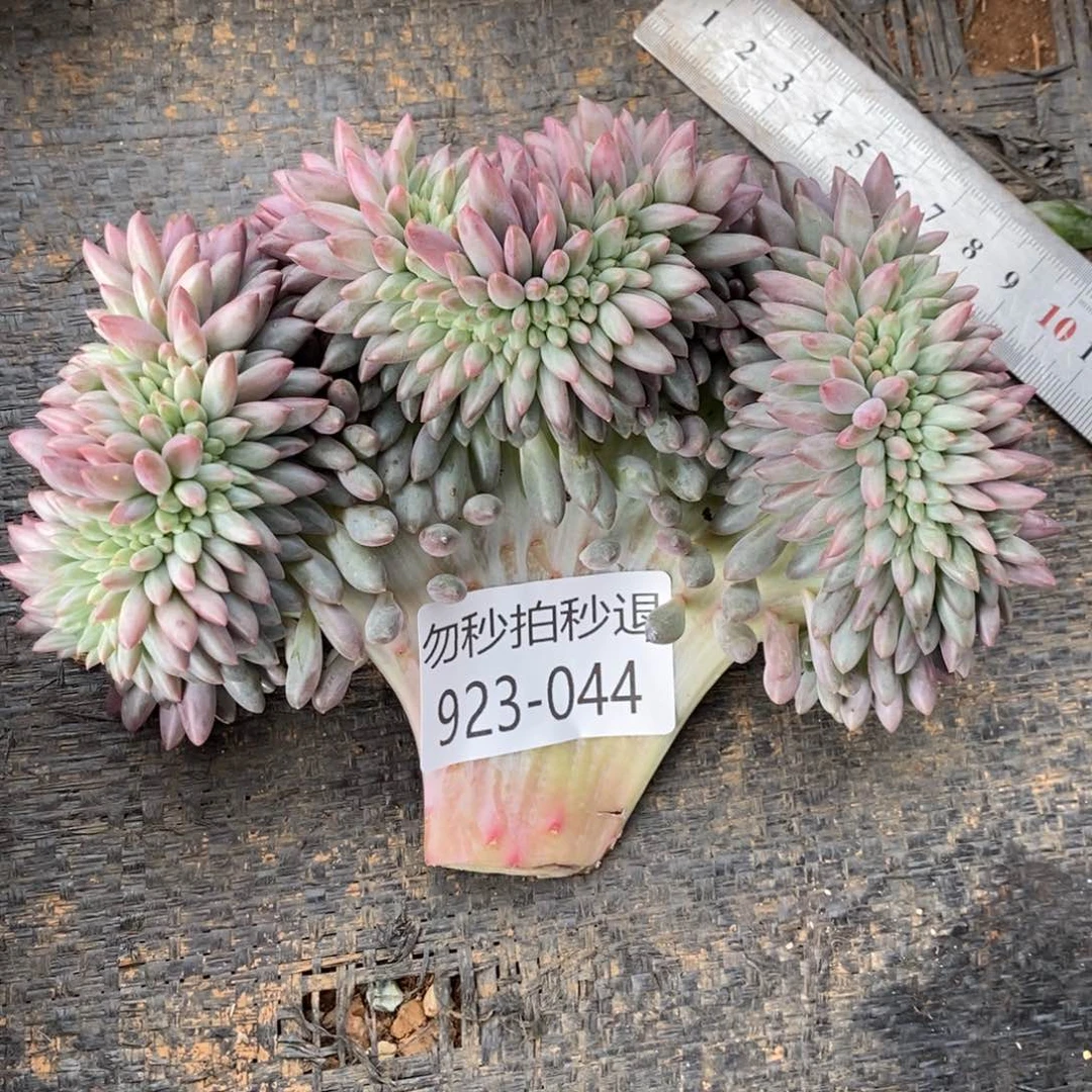 末*勿秒拍秒退 923-44红蜻蜓缀