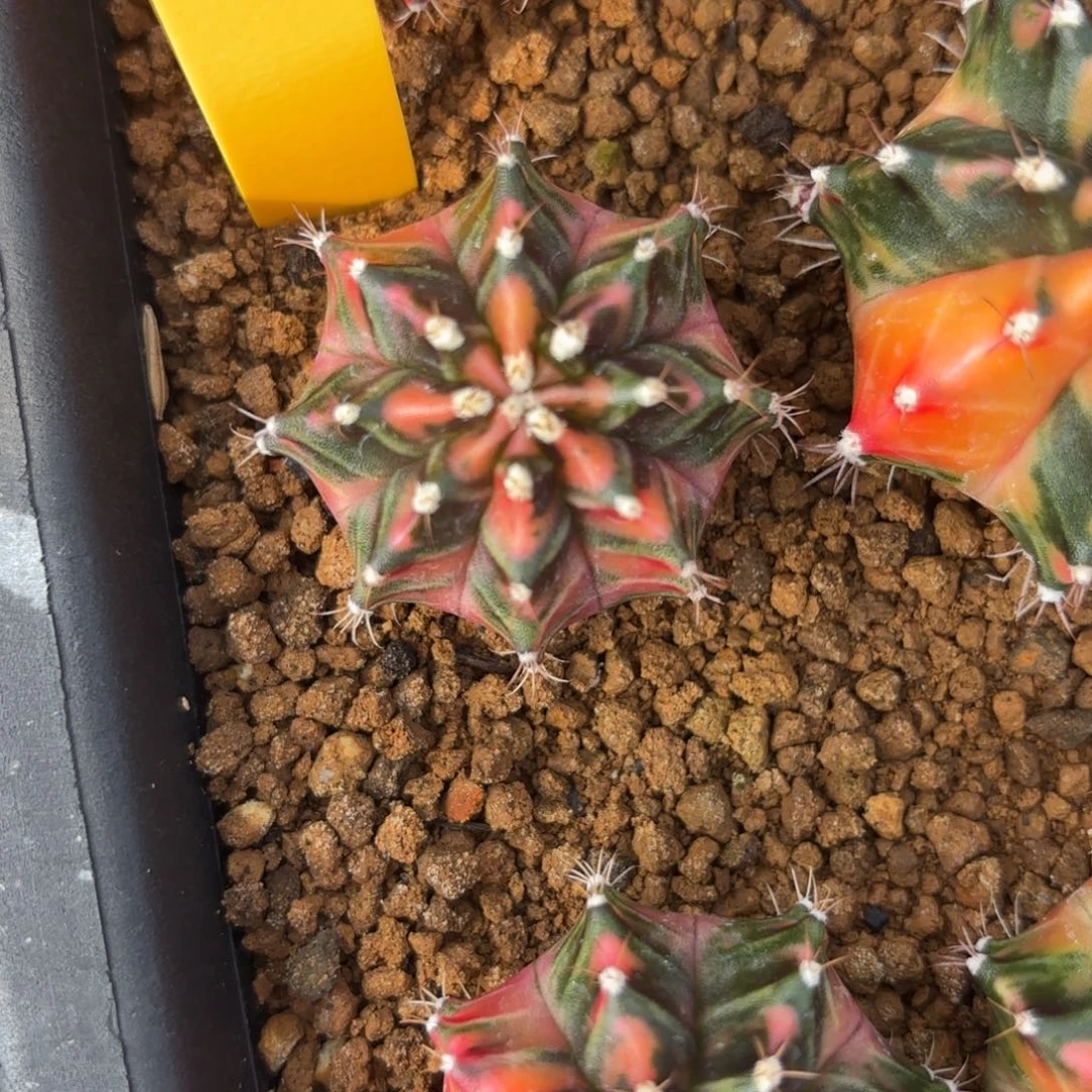 154-1208泰国发货多肉