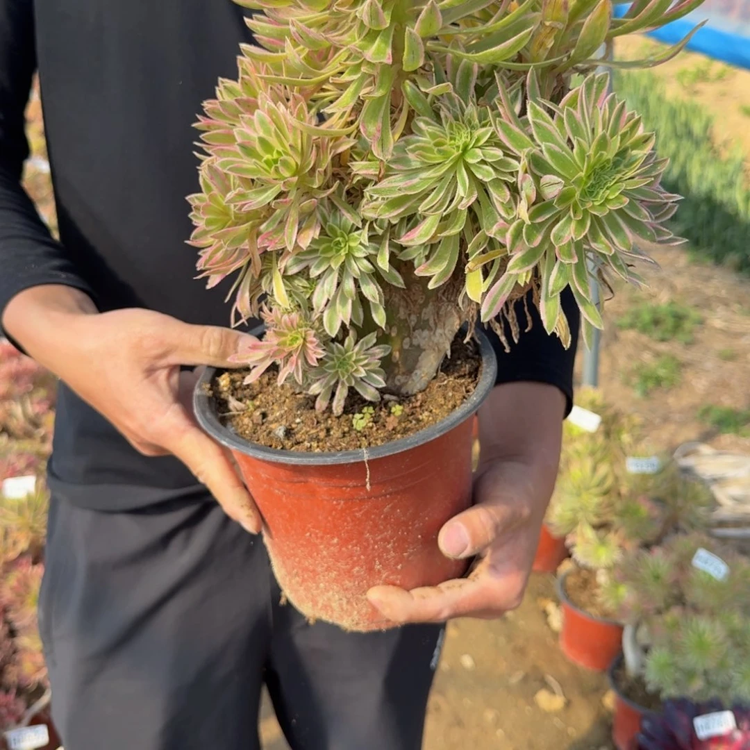 8793夕颜有伤不包损。多肉植物