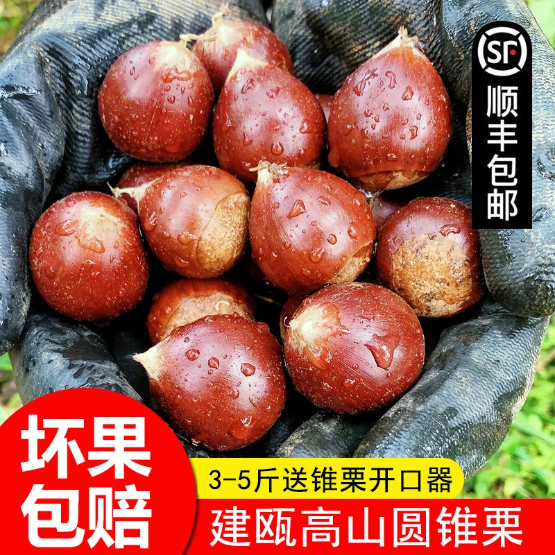 【滚滚专属】建瓯锥栗5斤福建新鲜生板栗农家高山野生圆栗子3斤1斤