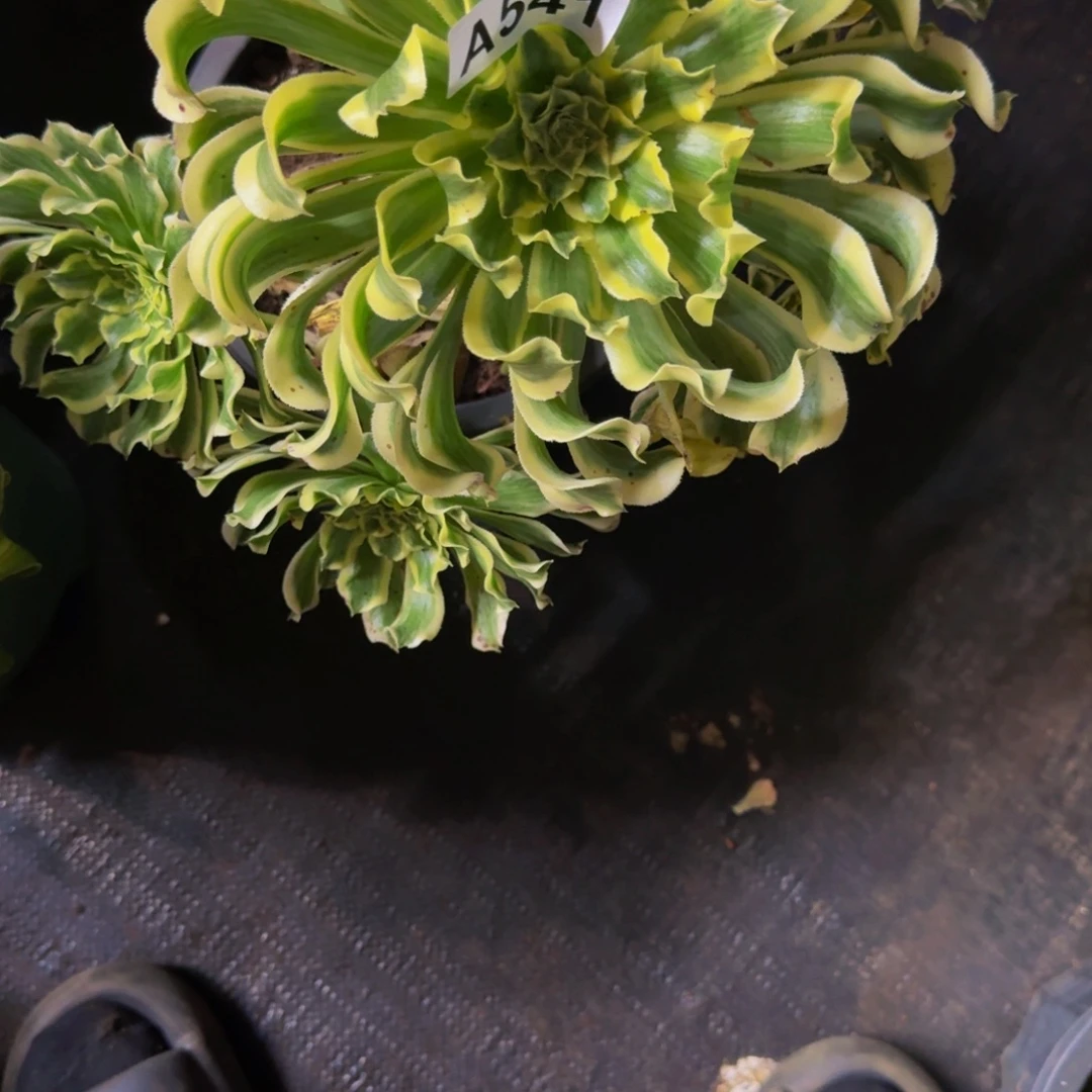 z***儿541多肉植物法师号