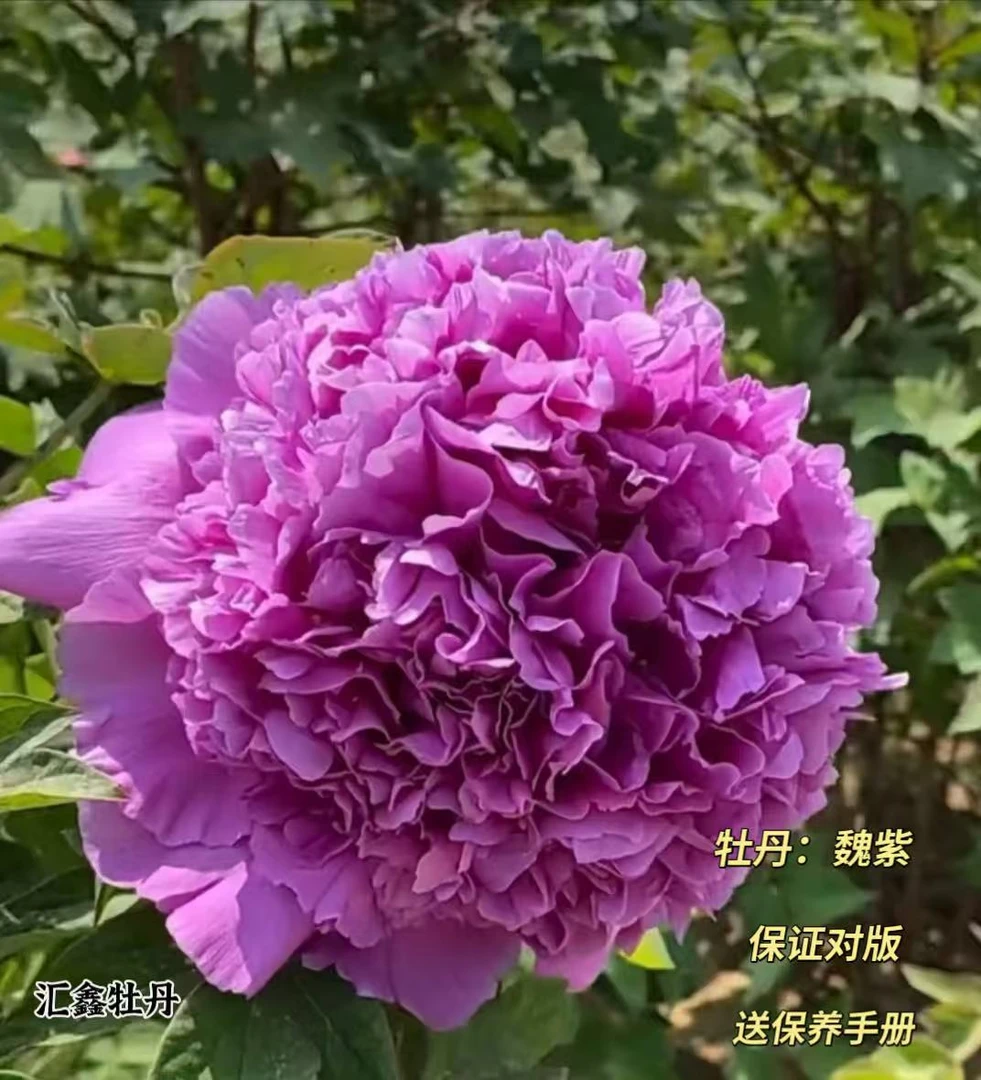 【魏紫】紫色山东菏泽基地直发适宜地栽盆栽庭院种植观赏植物