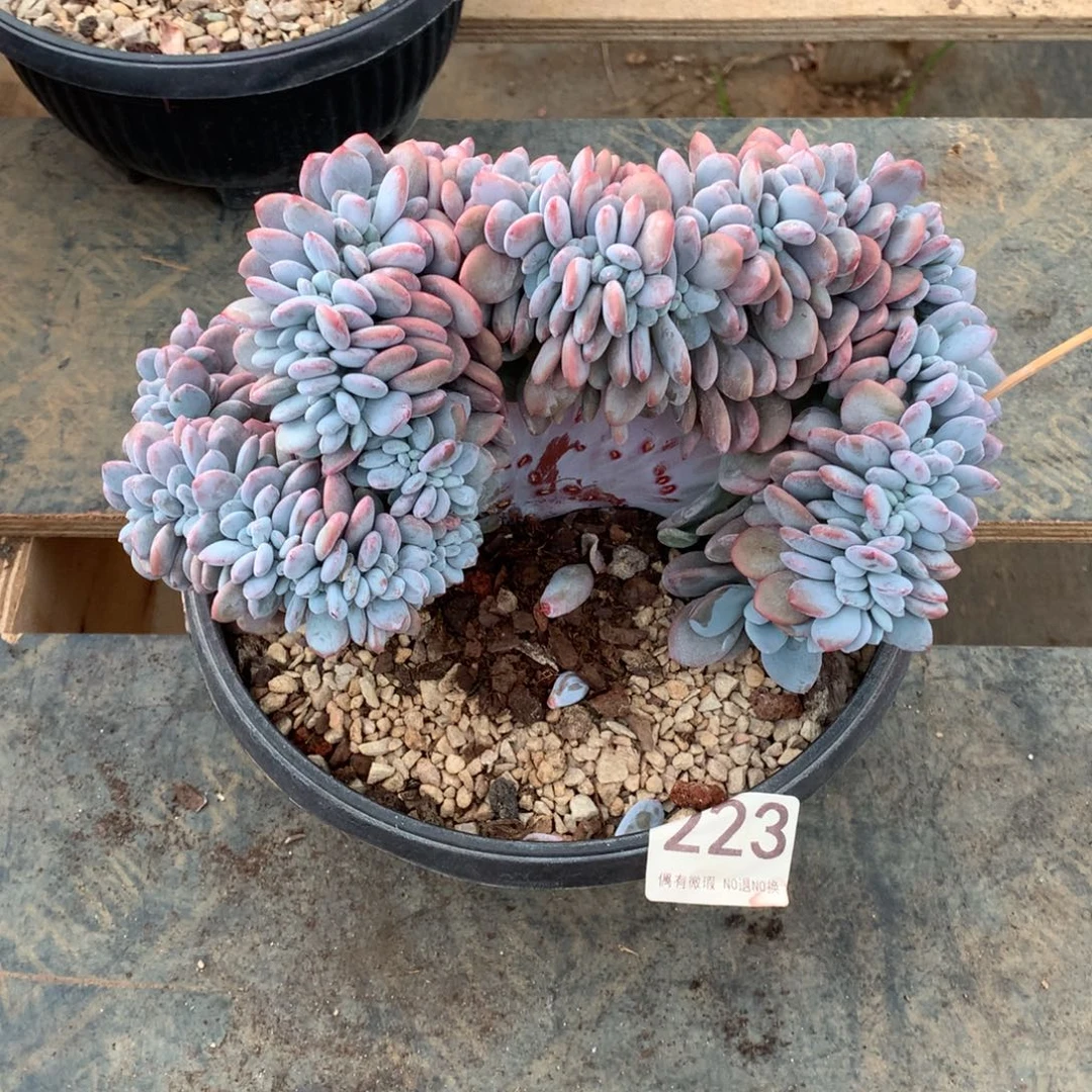 223粉兔缀化多肉植物