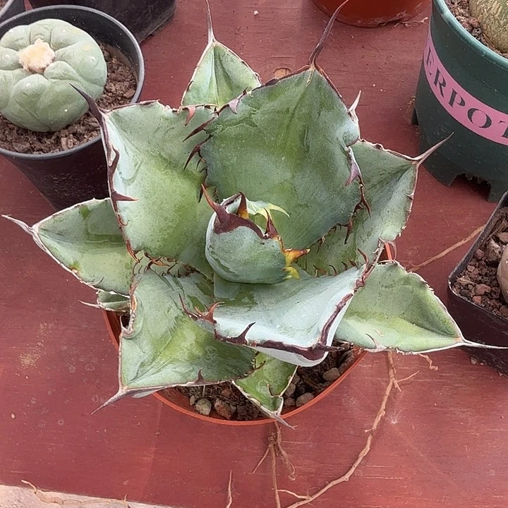 蓝鲸仁王冠13仙人球