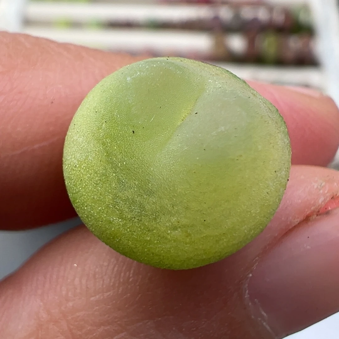 1.3好看的多肉脱土发货242