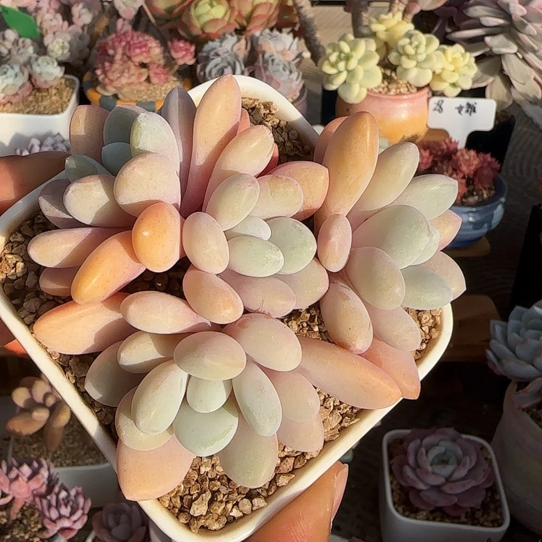 粉兔不带盆土发货