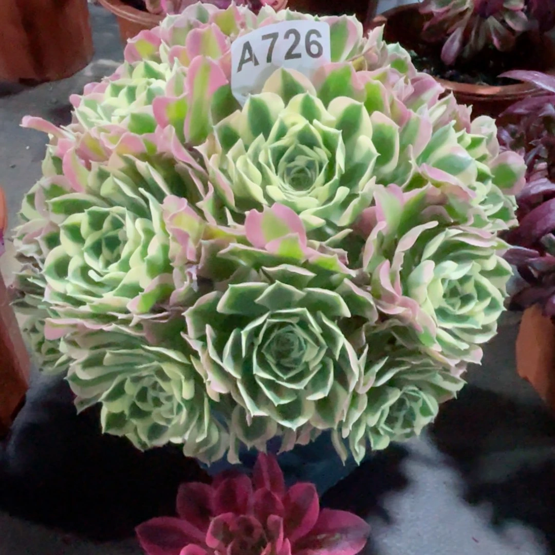 雨花石白凤762福利出了，有老伤