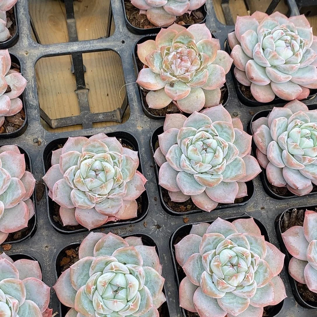 雪桃，福利多多哦