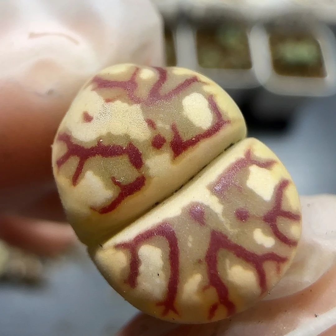 11.24。佐罗尺寸1.3cm 5045