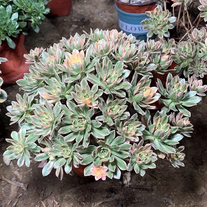 a**u多肉植物法师甜茶46