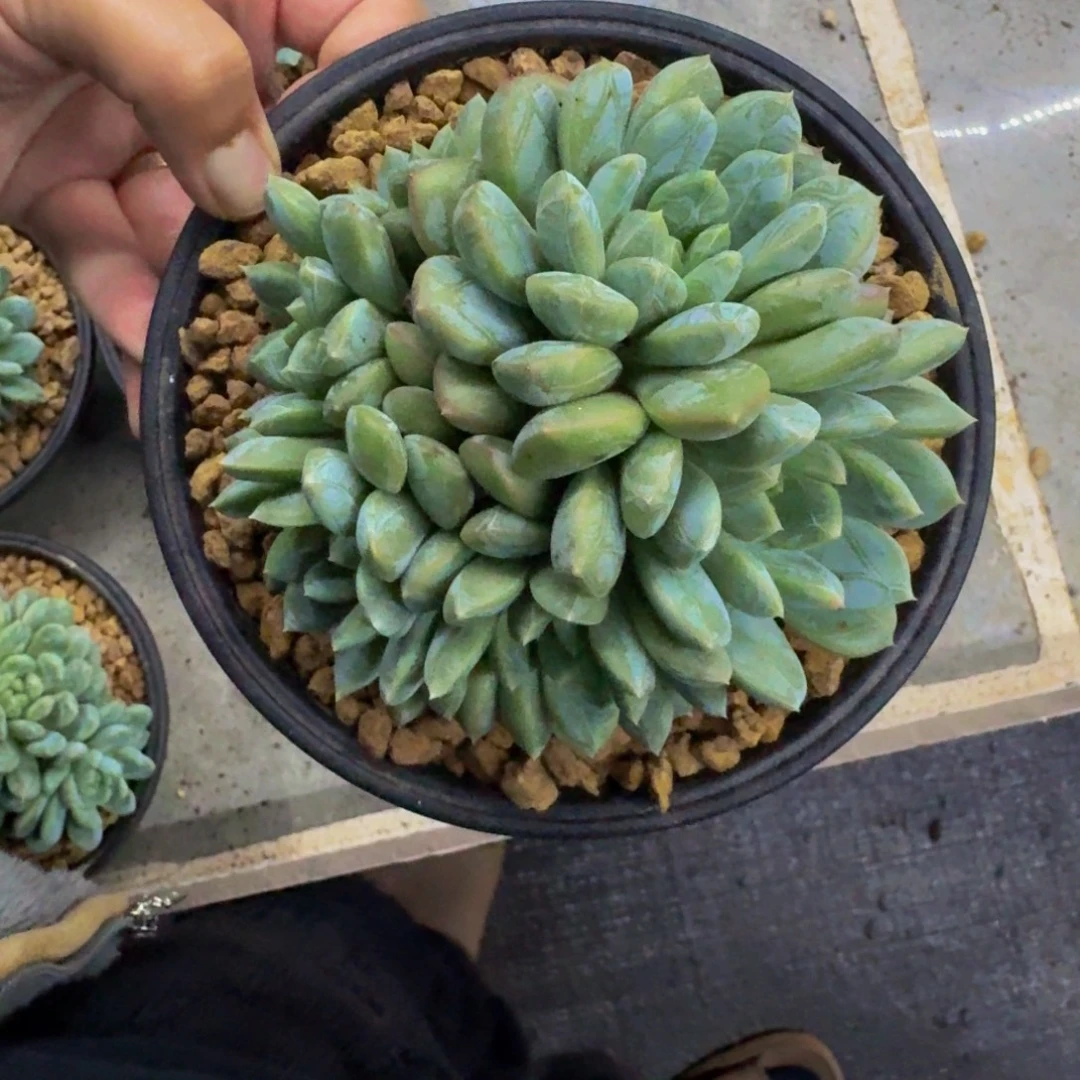 百达翡翠 群生  一物一拍