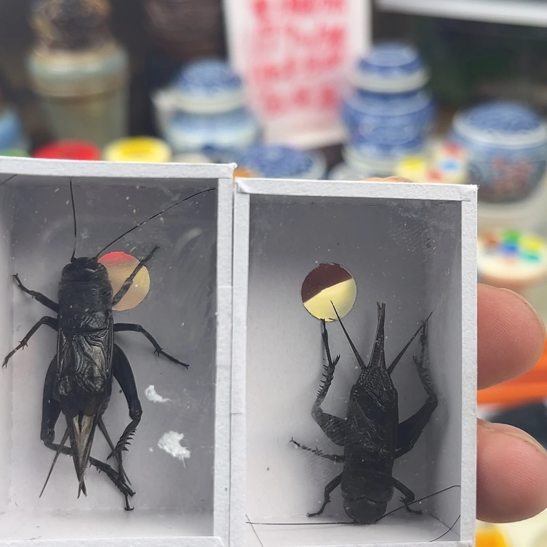 三条精品油葫芦拍拍拍